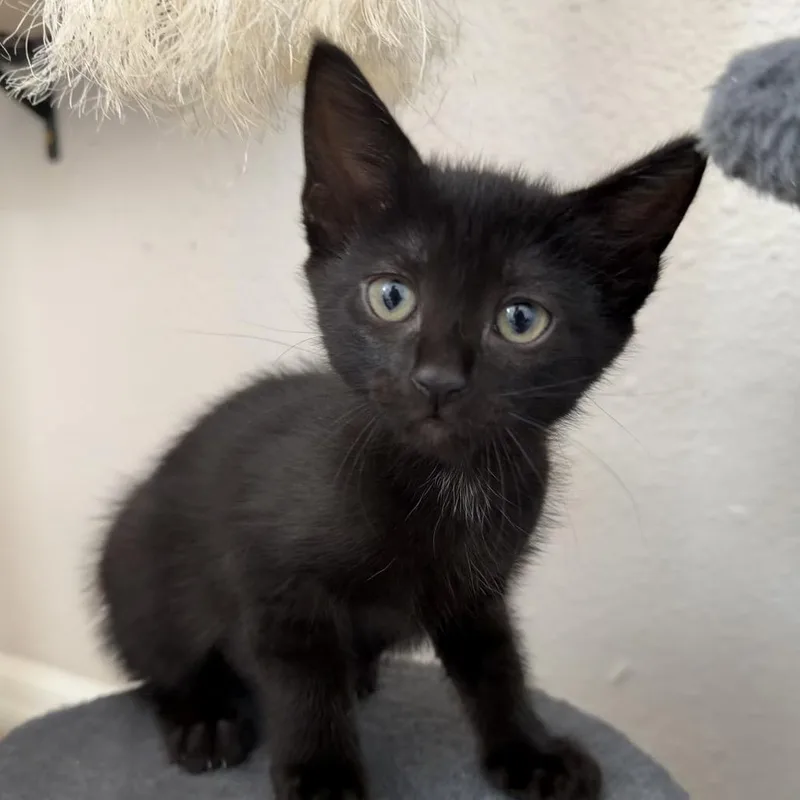 A baby small-sized male Black Domestic Short Hair cat named Guitar Solo for adoption in Port Richey, FL