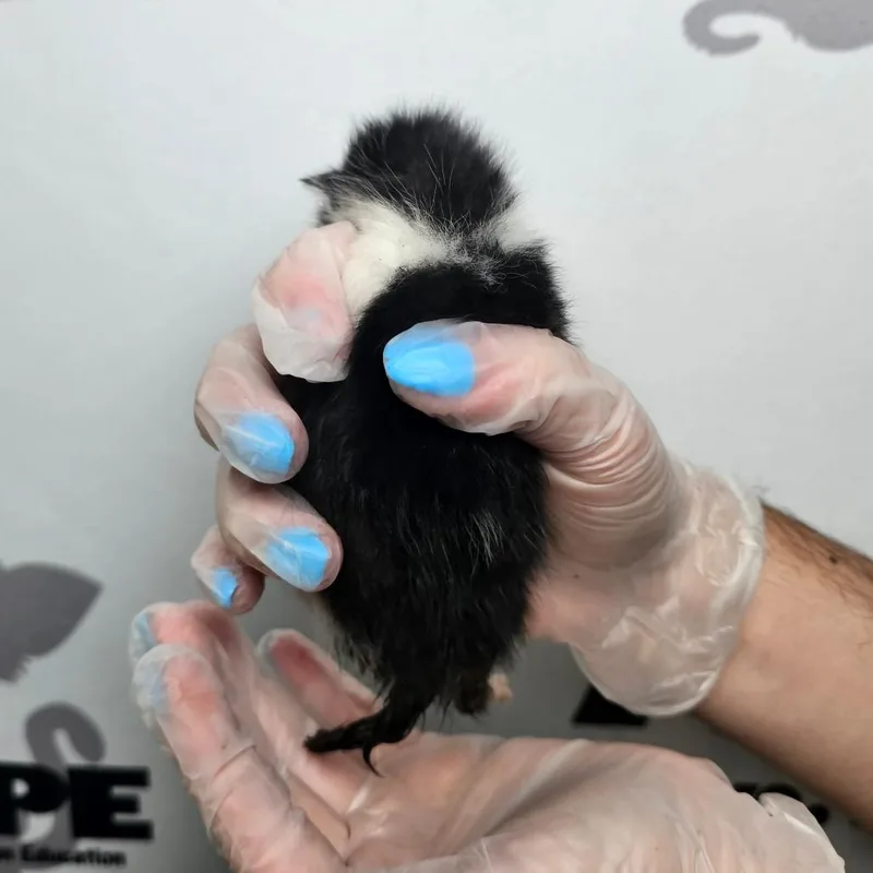 Pebble thumbnail 4