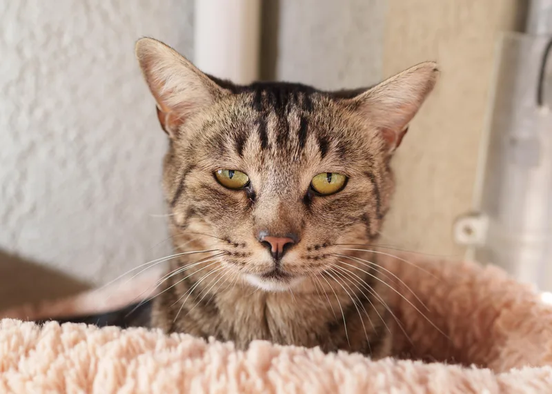 An adult medium-sized male Tabby (Brown / Chocolate) Domestic Short Hair cat named Triscuit for adoption in Boise, ID