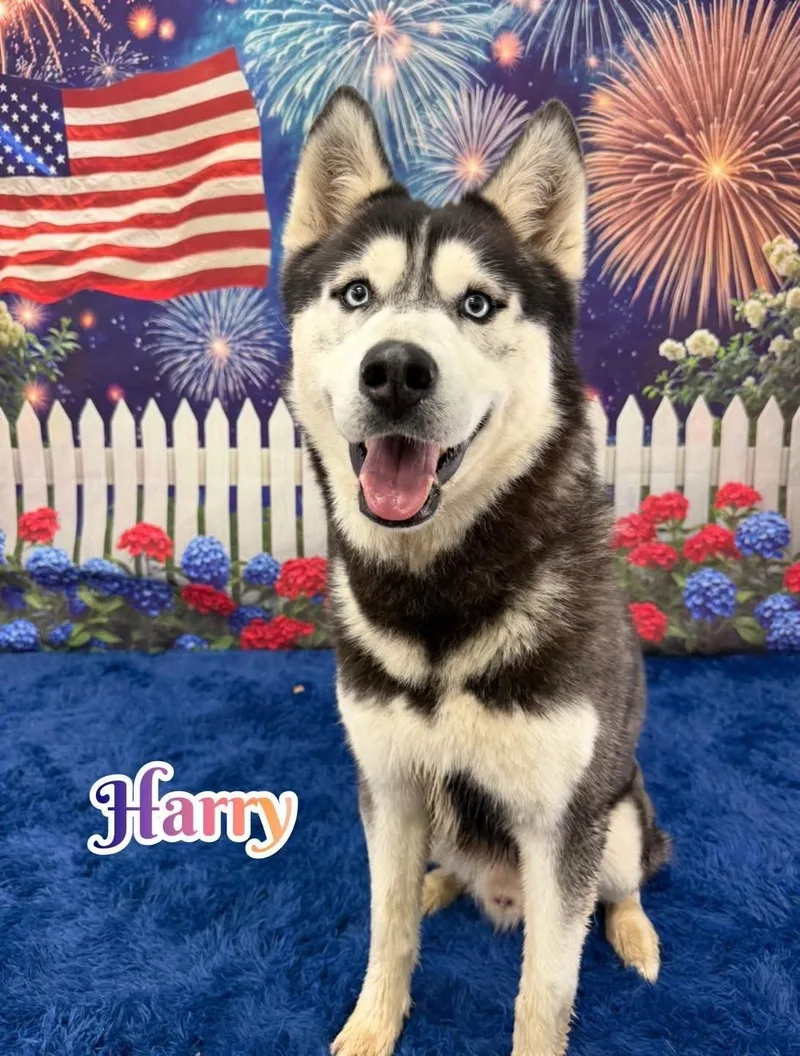An adult large-sized male Black Husky dog named Harry for adoption in Flint, MI