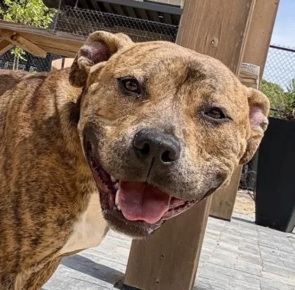 An adult medium-sized female Mixed Breed dog named Bella for adoption in Atlanta, GA
