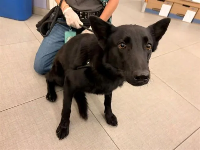 An adult medium-sized female Australian Kelpie dog named Unknown for adoption in Rancho Cucamonga, CA
