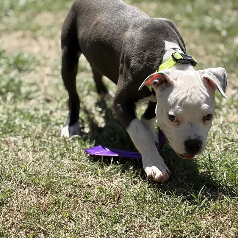 A baby medium-sized male Gray / Blue / Silver American Bully dog named Dexter for adoption in Mansfield, TX