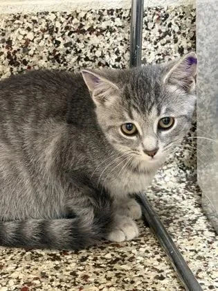 A baby small-sized female Domestic Short Hair cat named Lavender for adoption in Westland, MI