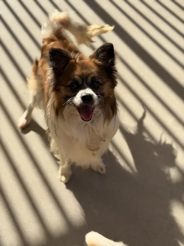 An adult large-sized male Papillon dog named Wolf for adoption in Santa Maria, CA