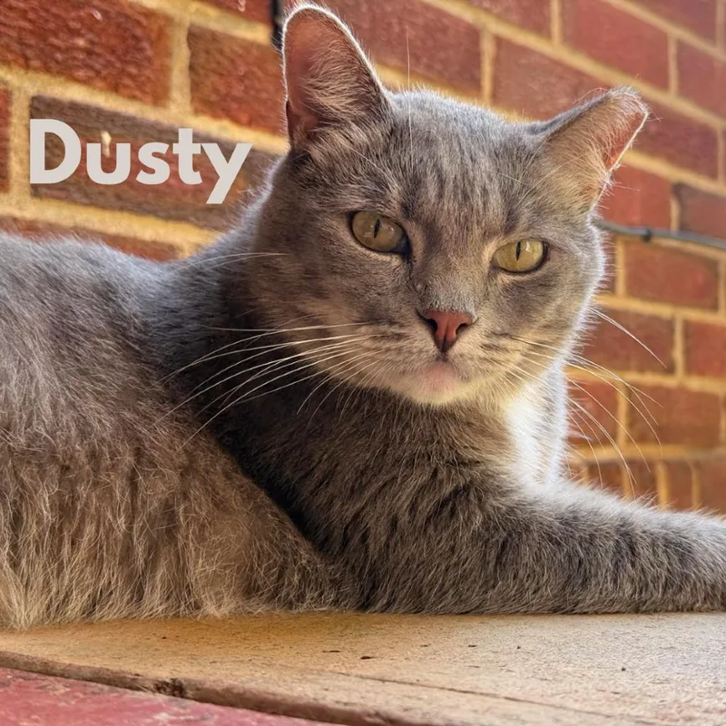 An adult small-sized female Gray / Blue / Silver Domestic Short Hair cat named Dusty for adoption in Lynchburg, VA