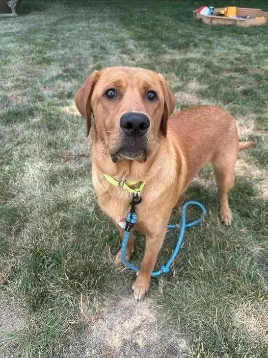 A young large-sized male Yellow / Tan / Blond / Fawn Golden Retriever dog named Jagger for adoption in Milton, DE