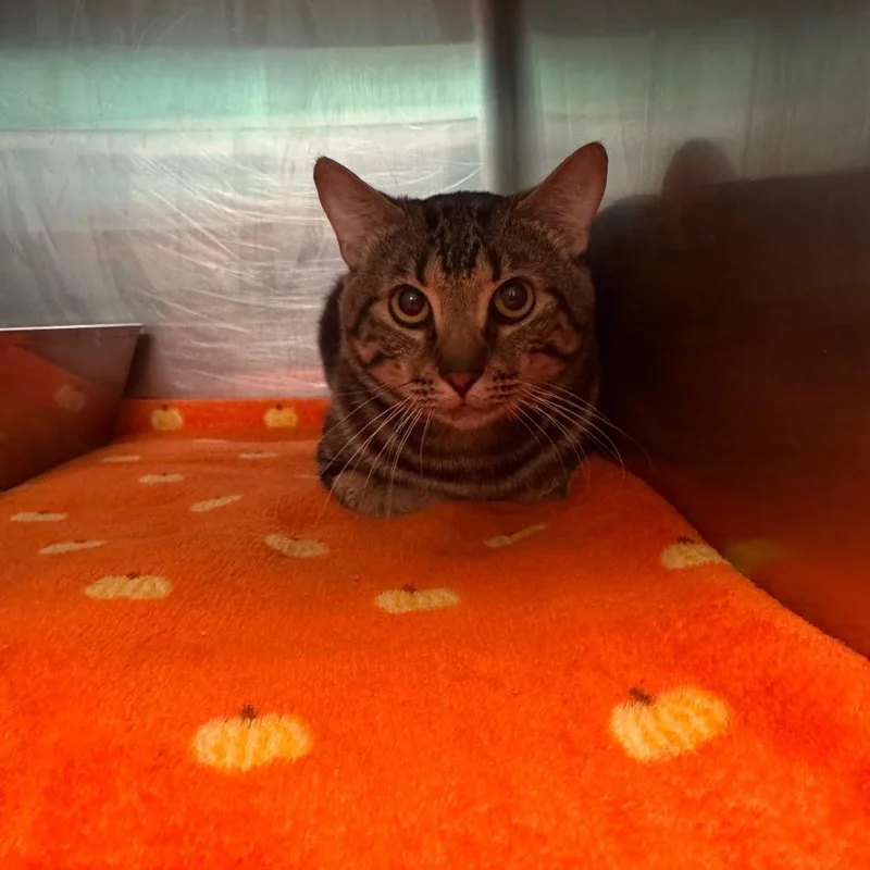 An adult medium-sized male Brown / Chocolate Domestic Short Hair cat named Barry for adoption in Lake Jackson, TX