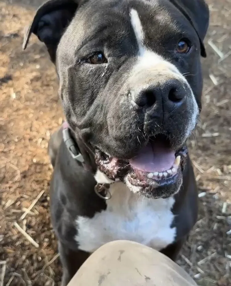 An adult medium-sized male Tricolor (Brown, Black, & White) Boerboel dog named Dozer for adoption in Tigard, OR