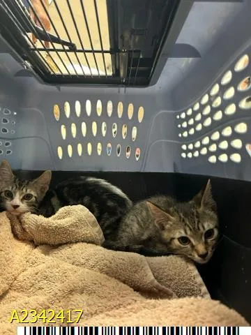 A baby small-sized female Domestic Short Hair cat named Joanie for adoption in West Palm Beach, FL