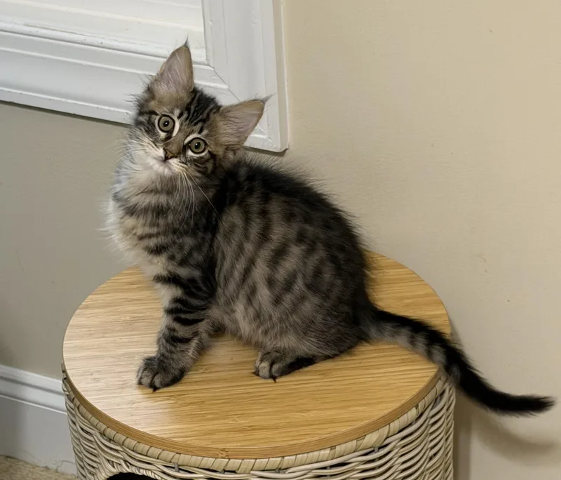 Zeke