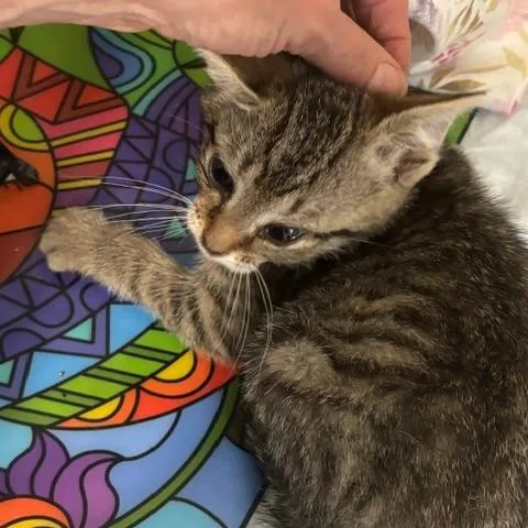 A baby small-sized female Brown / Chocolate Domestic Short Hair cat named Sophia for adoption in Gordonsville, TN