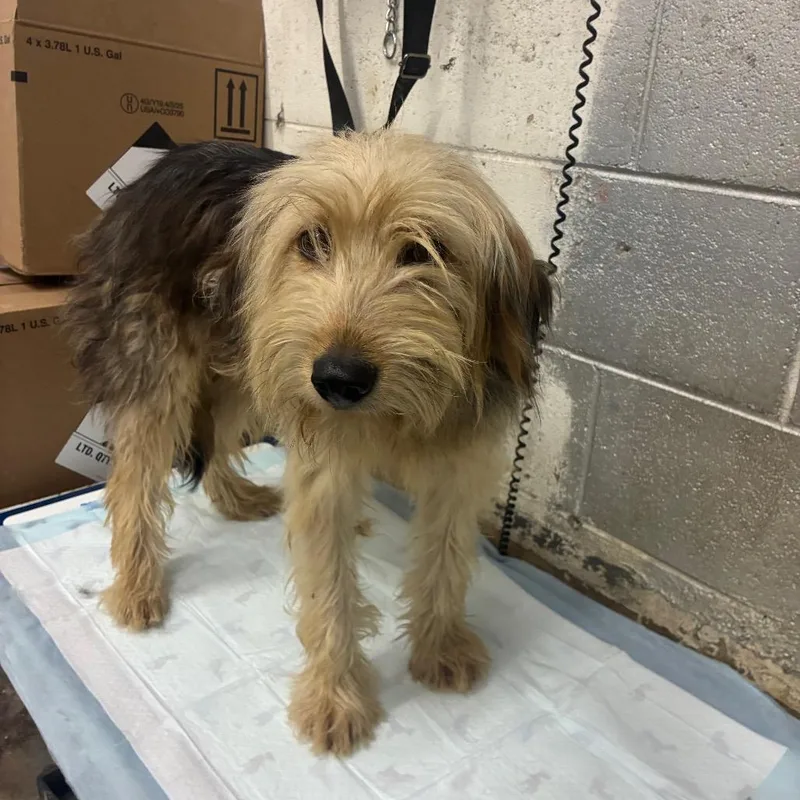 A young small-sized male Mixed Breed dog named Popcorn for adoption in Corbin, KY