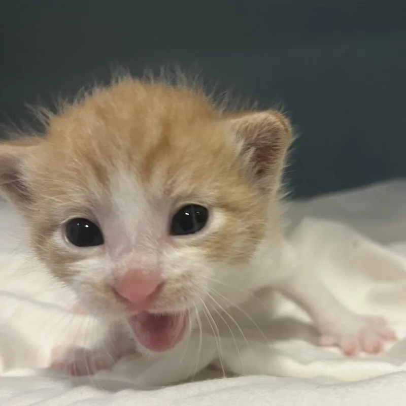 A baby small-sized male Orange / Red Domestic Short Hair cat named Winter for adoption in Chattanooga, TN