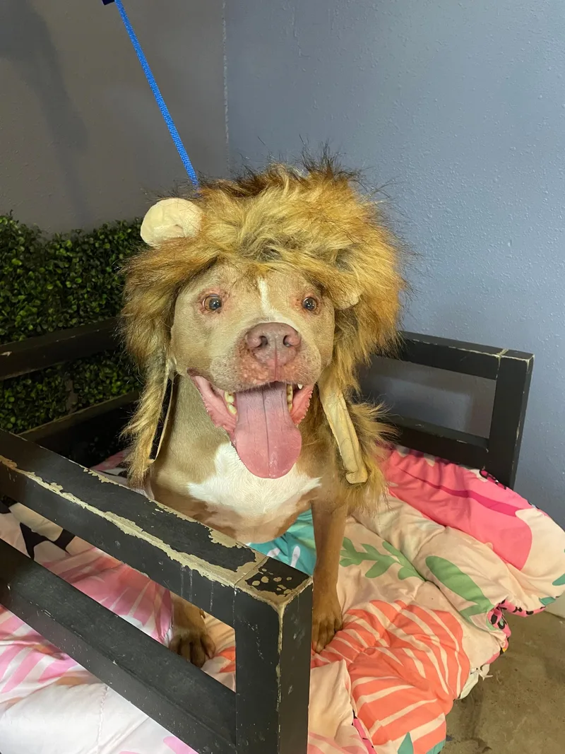 An adult medium-sized male Pit Bull Terrier dog named Zeus for adoption in Spring, TX