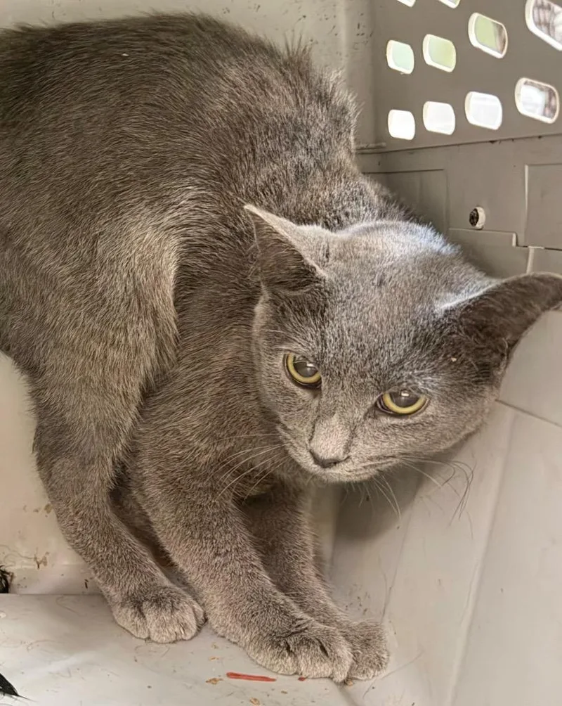 A baby medium-sized female Domestic Short Hair cat named Sierra for adoption in Burnsville, NC