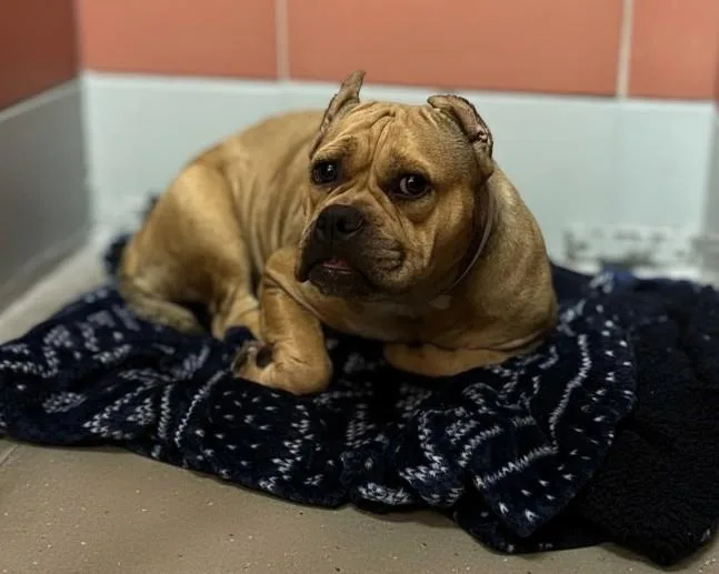 An adult medium-sized female Staffordshire Bull Terrier dog named Smudge for adoption in Houston, TX