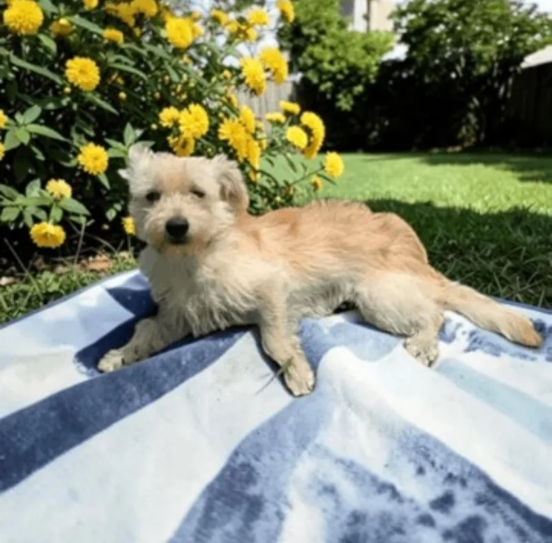 An adult small-sized male White / Cream Terrier dog named Bourbon for adoption in Fort Worth, TX