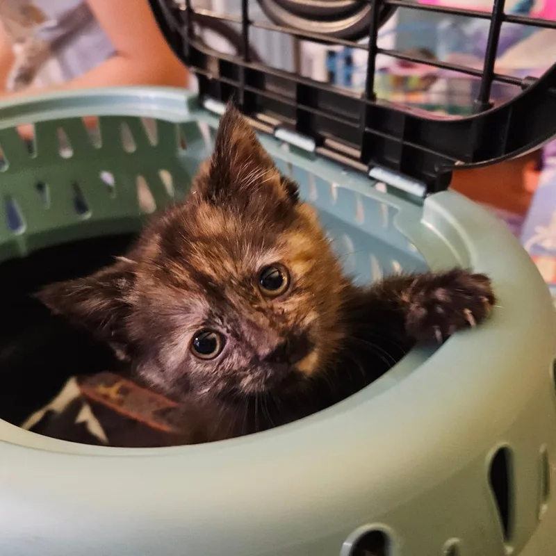 A baby small-sized female Domestic Short Hair cat named Sabrina for adoption in Oneonta, NY