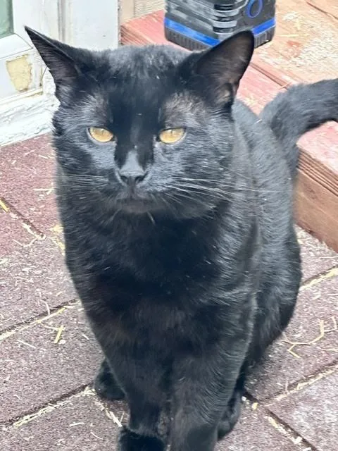 An adult large-sized male Bombay cat named Quincy for adoption in Bowie, MD