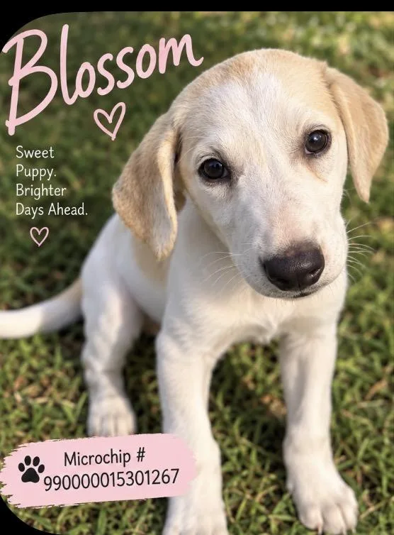 Blossom