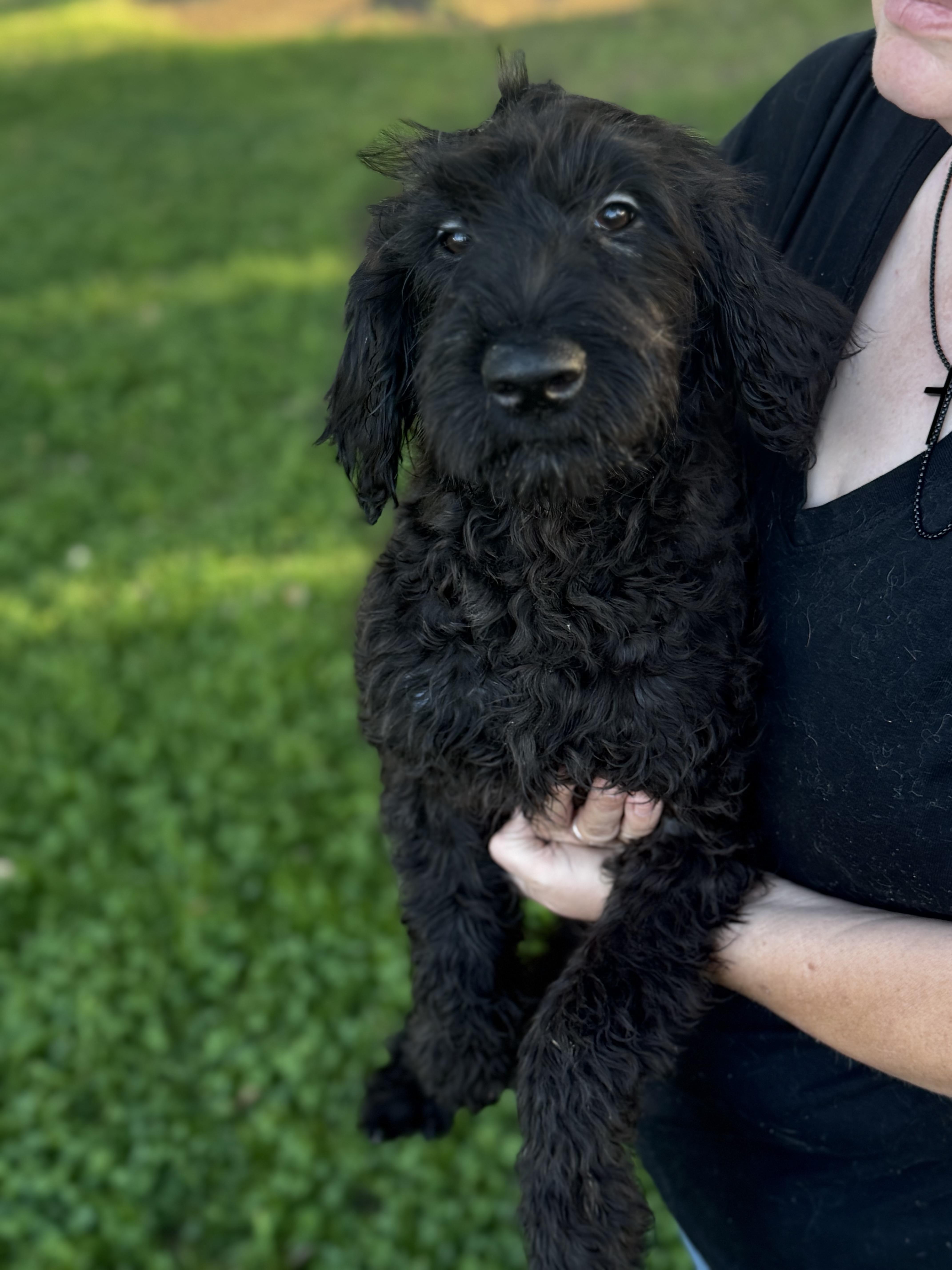 A baby large-sized female Labradoodle dog named Haven for adoption in Yuba City, CA