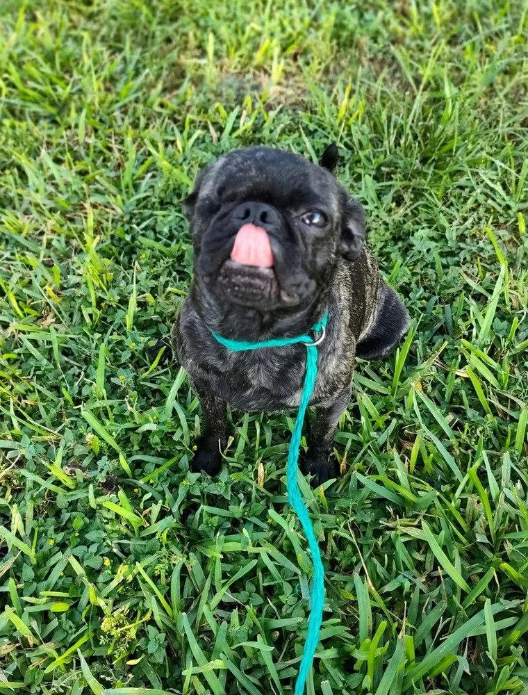 A young small-sized female Pug dog named Chai for adoption in New York, NY