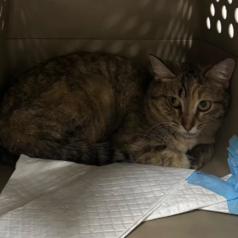 An adult medium-sized female Torbie Domestic Short Hair cat named Gabby for adoption in Salt Lake City, UT