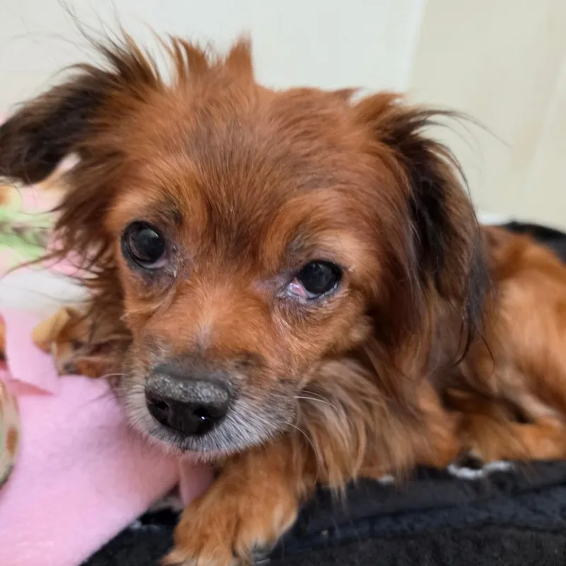 Red  Chino Hills thumbnail 2