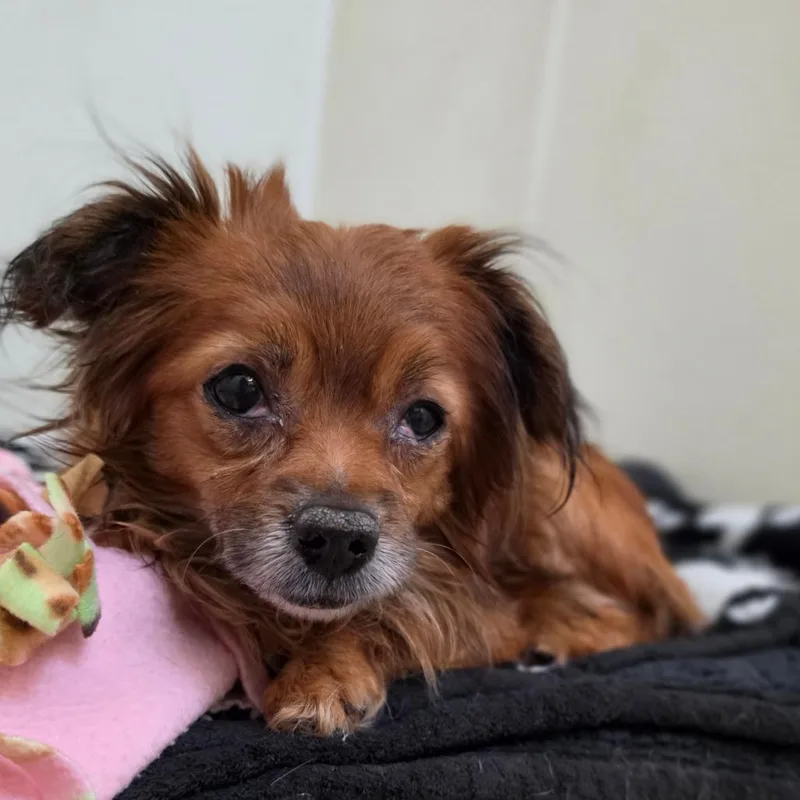 Red  Chino Hills thumbnail 3