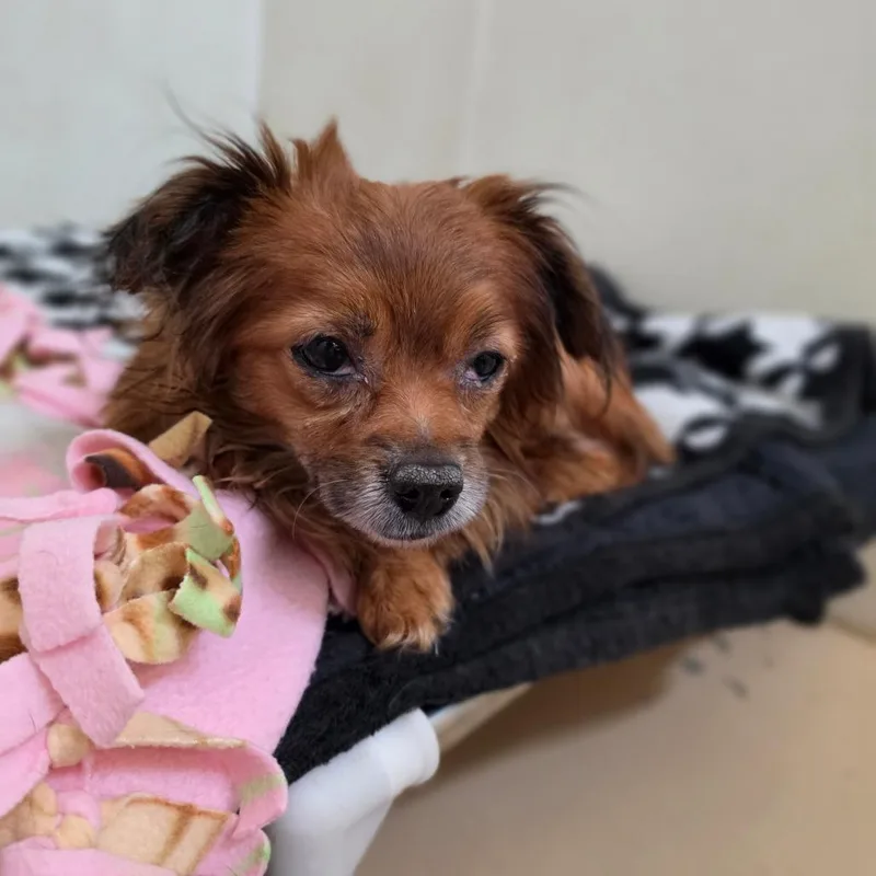 Red  Chino Hills thumbnail 4