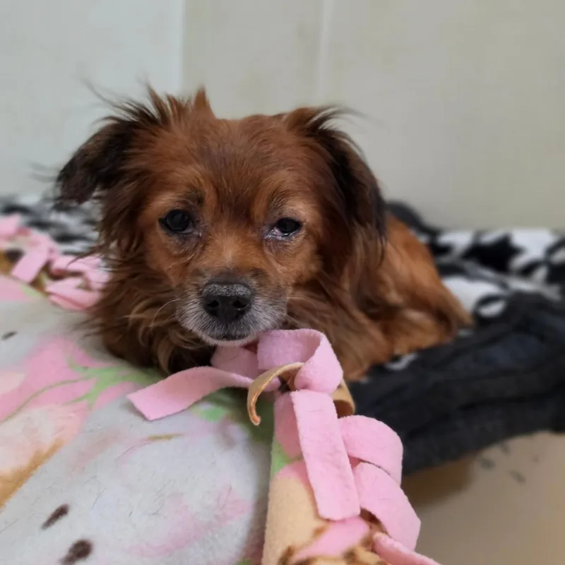 Red  Chino Hills thumbnail 5