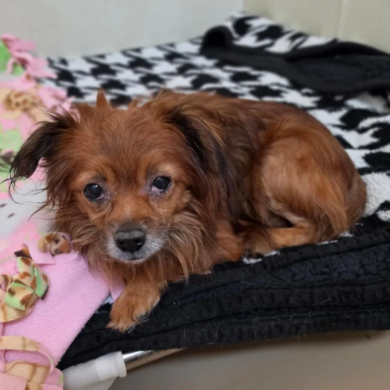 Red  Chino Hills thumbnail 6