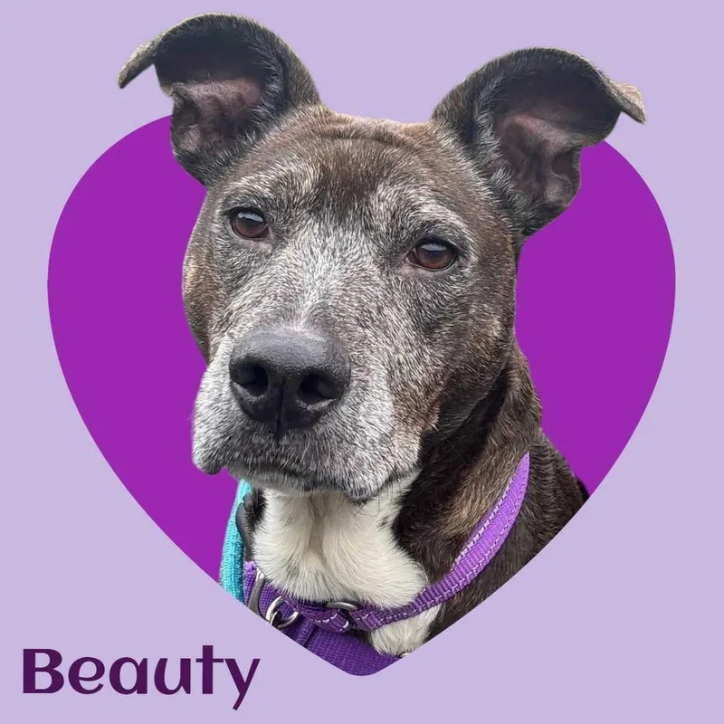 A senior medium-sized female Pit Bull Terrier dog named Beauty for adoption in Manchester, NH