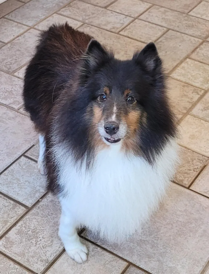An adult small-sized male Tricolor (Brown, Black, & White) Shetland Sheepdog / Sheltie dog named Kooper for adoption in Catlettsburg, KY