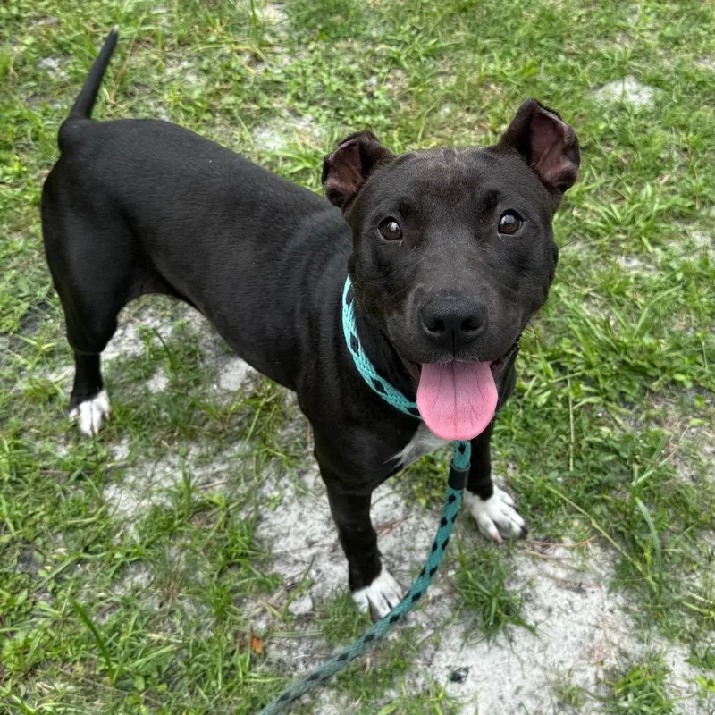 An adult medium-sized female Black Mixed Breed dog named Dora for adoption in Naples, FL