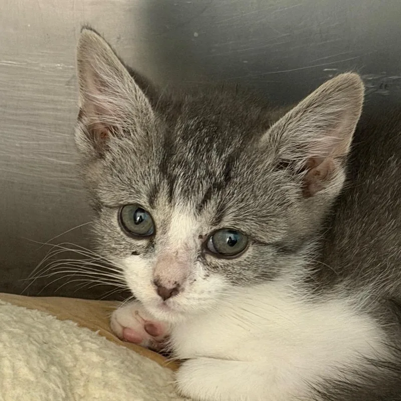 A baby small-sized male Gray / Blue / Silver Domestic Short Hair cat named Ravioli for adoption in Troy, VA