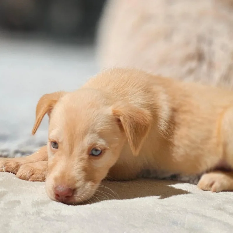 A baby medium-sized female Golden Labrador Retriever dog named Claire for adoption in Cleveland, TX
