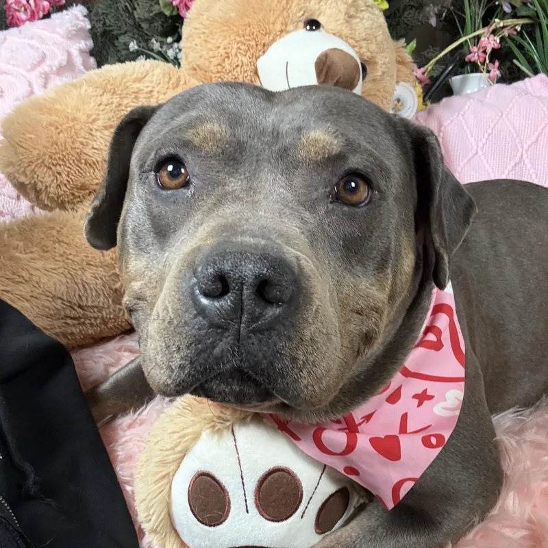 Reina  Sweet  thumbnail 2