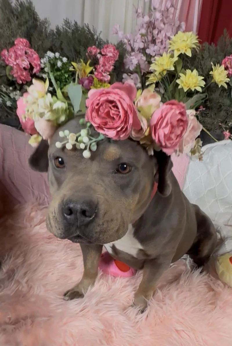 A young medium-sized female Gray / Blue / Silver Staffordshire Bull Terrier dog named Reina  Sweet  for adoption in Acton, CA