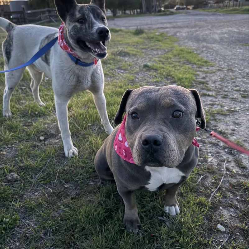 Reina  Sweet  thumbnail 5