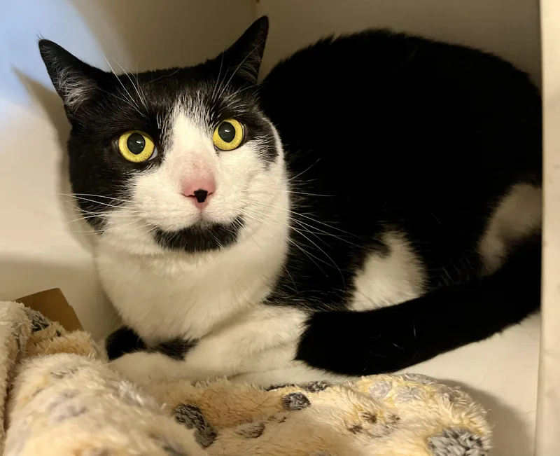 An adult medium-sized female Black & White / Tuxedo Domestic Short Hair cat named Bopper for adoption in Seville, OH