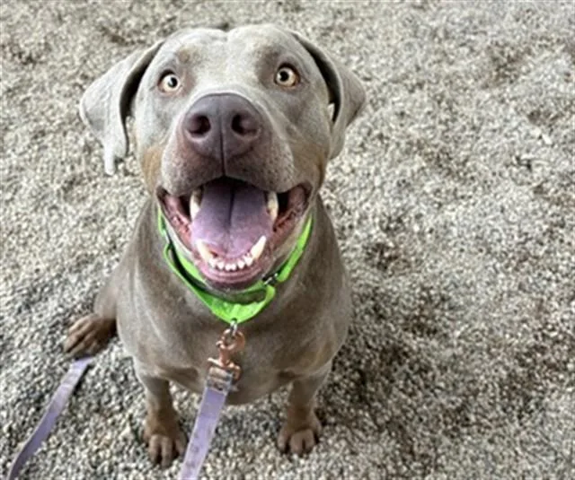 An adult large-sized male Doberman Pinscher dog named Nugget for adoption in Tucson, AZ