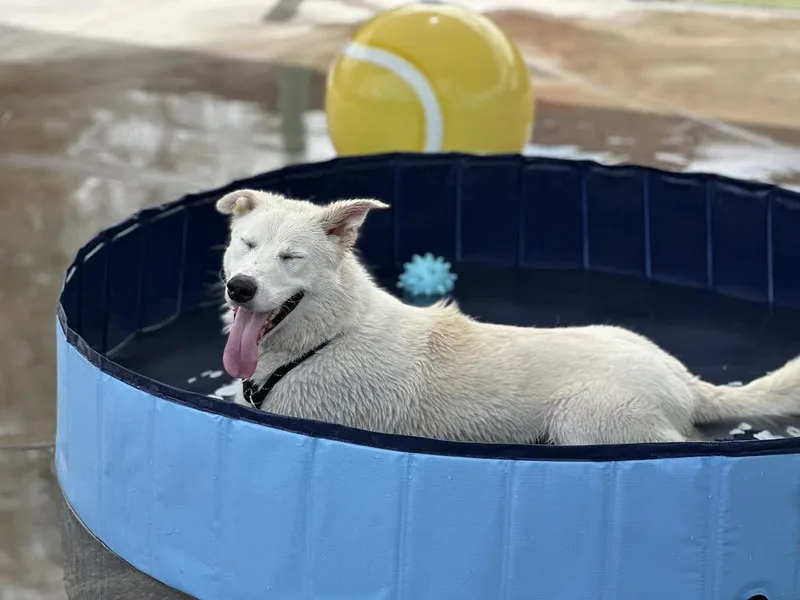 A young medium-sized male White / Cream White German Shepherd dog named Panda for adoption in Chandler, AZ