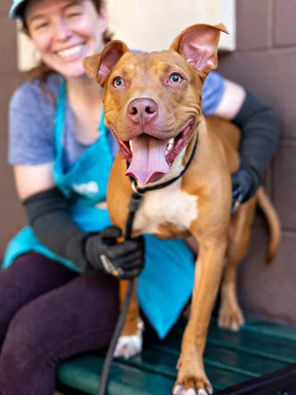 An adult medium-sized male Mixed Breed dog named Sea Shanty for adoption in Chamblee, GA