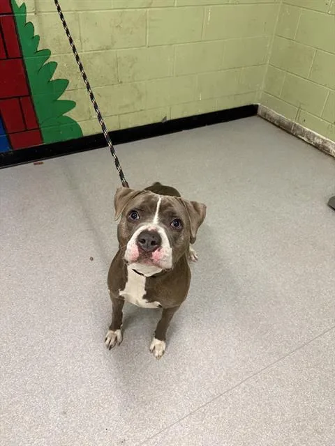 A young medium-sized female Pit Bull Terrier dog named Bonnie for adoption in Indianapolis, IN