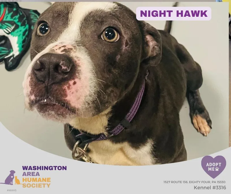 An adult medium-sized male Black Pit Bull Terrier dog named Night Hawk for adoption in Eighty Four, PA