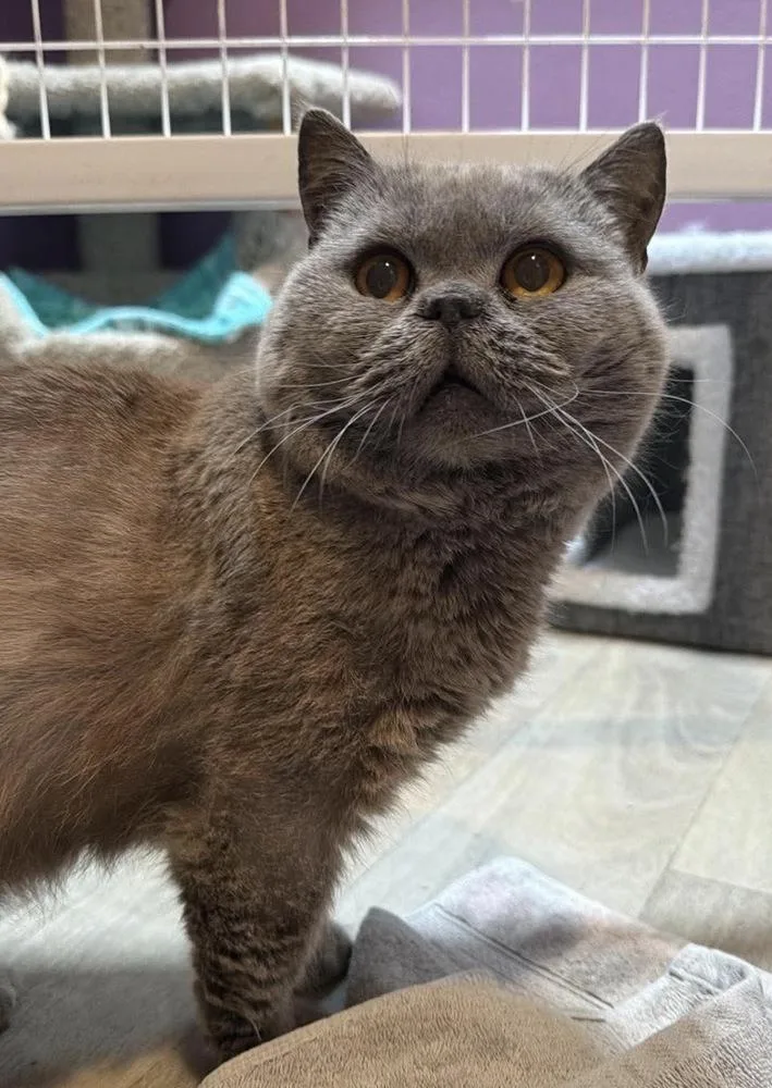 An adult medium-sized male Gray / Blue / Silver British Shorthair cat named Zeus for adoption in Vancouver, WA