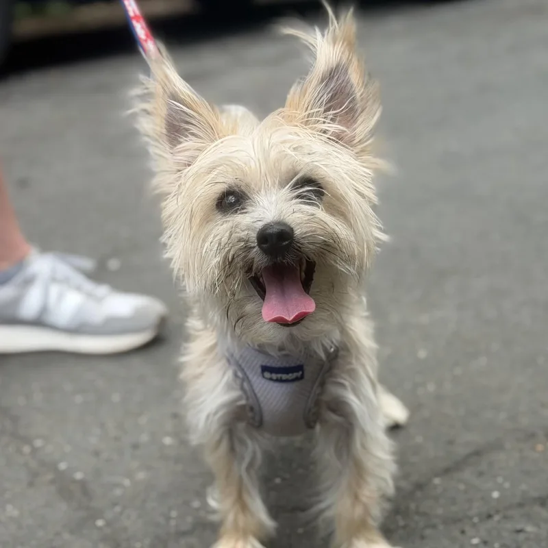 A young small-sized female Silky Terrier dog named Fifi for adoption in Mahwah, NJ