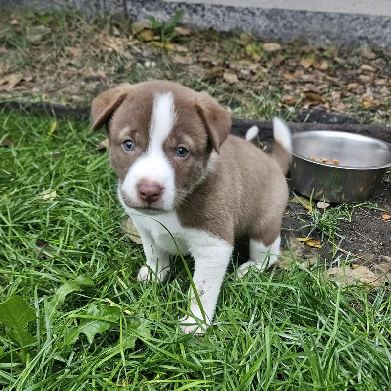 A young medium-sized female Australian Cattle Dog / Blue Heeler dog named Eeny for adoption in Fargo, ND